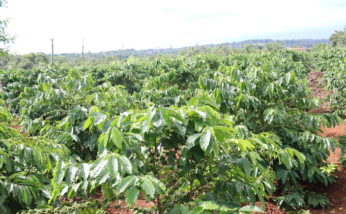 Dak Lak has hundreds of thousands of hectares of agricultural land to develop carbon credits. Photo: Quang Yen.