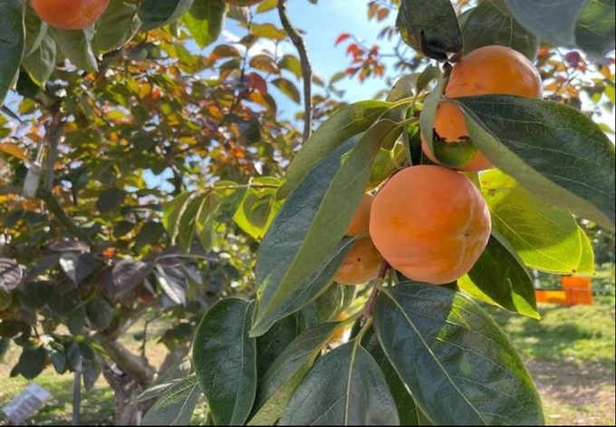 Each light scratch is the mark that Mother Nature has confirmed for each persimmon about its maturity. Photo: KL.