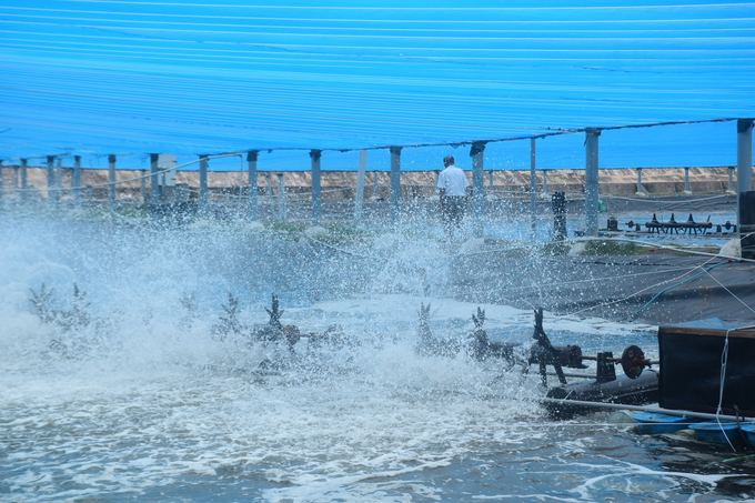 Nguyen Ngoc Chau, a resident of Cat Minh Commune (Phu Cat District, Binh Dinh Province) was the first to adopt Semi-Biofloc technology in commercial shrimp farming. Photo: V.D.T.