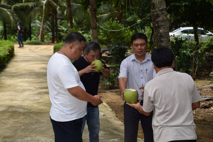 Chủ doanh nghiệp ở Bến Tre uống thử dừa ở Hoài Ân (Bình Định), đánh giá dừa Bình Định có vị ngọt đạt trên 9 độ Brix. Ảnh: V.Đ.T.