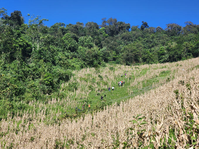 Forests are green in Van Ho commune, Son La province.