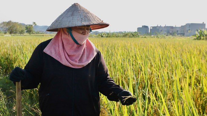 Theo bà Nguyễn Thị Hợi, nhiều cây lúa có tới 2/3 hạt bị lép do trong giai đoạn lên đòng bị gió bão quật đổ và ngập nước trong thời gian dài. Ảnh: Thanh Phương.