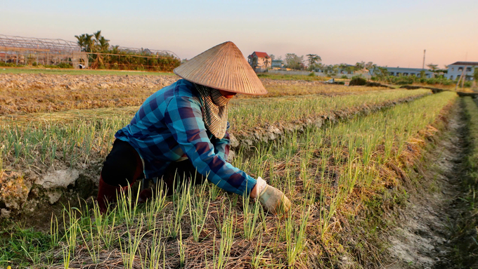 Theo tính toán, luống hành lá của gia đình bà Đàm Thị Thu sẽ được thu hoạch trong khoảng 10 ngày tới. Ảnh: Nguyễn Thành.