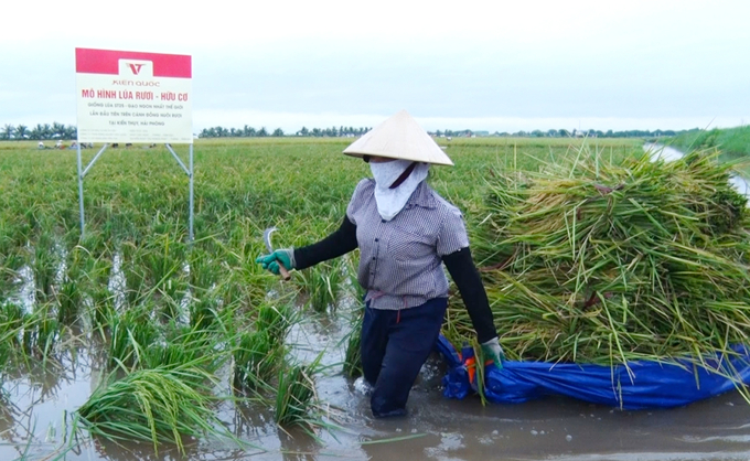 Harvesting rice grown in sandworm fields. Photo: Dinh Muoi.