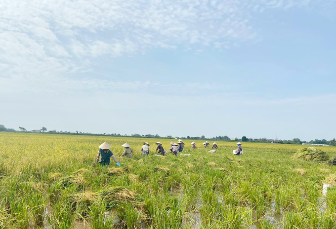 Hundreds of hectares of rice-sandworm fields in Ngu Phuc commune, Kien Thuy district. Photo: Dinh Muoi.