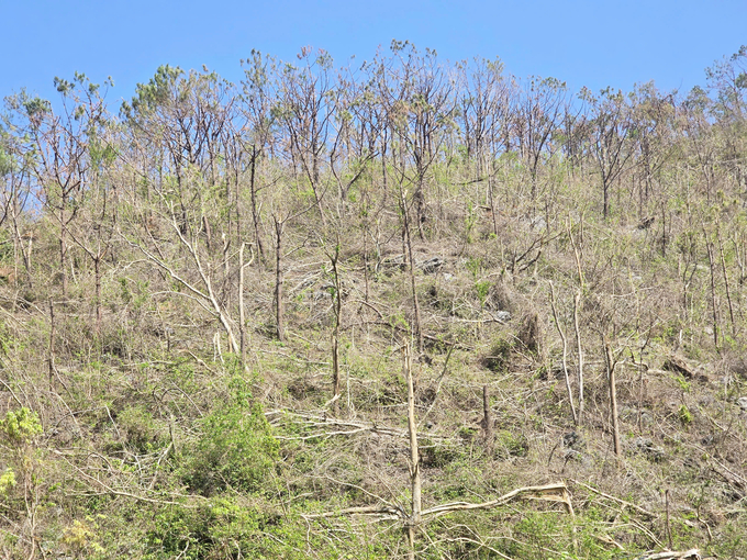 The risk of wildfires is extremely high in planted forest areas. Photo: Dinh Muoi.