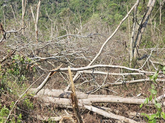 The heavily damaged forests, with trees drying and becoming highly flammable, pose a significant fire risk. Photo: Dinh Muoi.