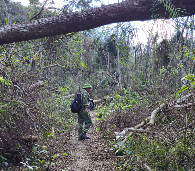 Local authorities regularly conduct patrols to protect the forest, with a focus on preventing wildfire. Photo: Dinh Muoi.