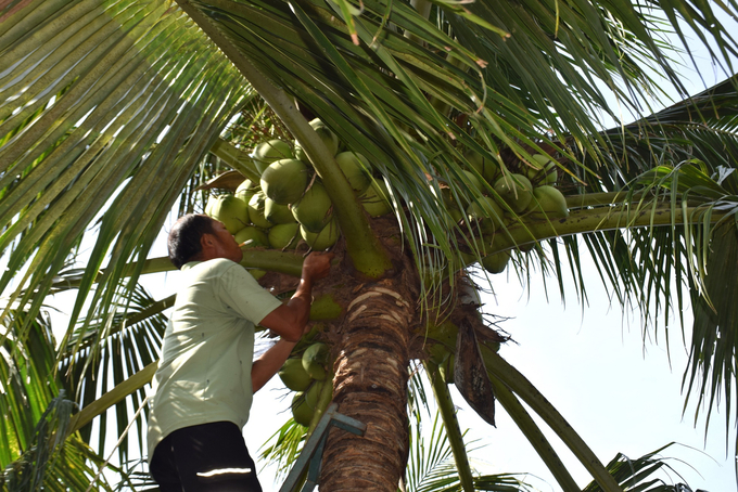 Mr. Le Dinh Man is picking coconuts for customers to taste. Photo: V.D.T.