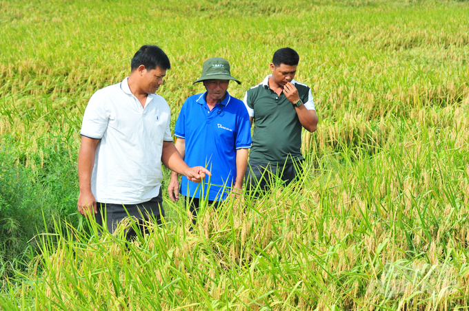 The model 'Smart Rice Cultivation with Emission Reduction in the Mekong Delta' during the summer-autumn crop of 2024 at Hung Loi Agricultural Cooperative (Long Duc Commune, Long Phu District, Soc Trang Province). Photo: Le Hoang Vu.