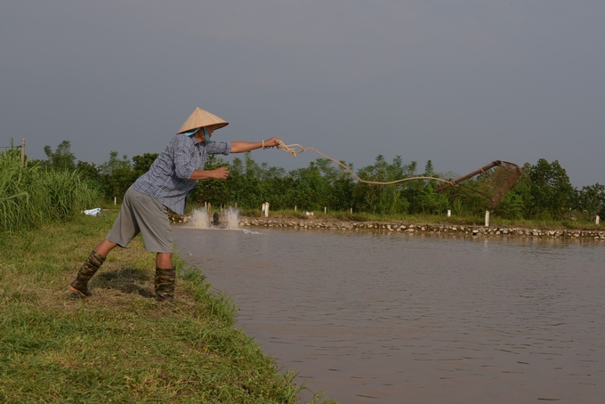 Anh Liêm tung cào bắt ốc. Ảnh: Dương Đình Tường.