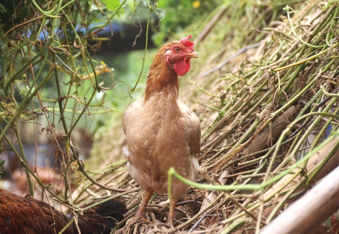 The chickens grow well with a survival rate of 97%. Photo: Pham Hieu.