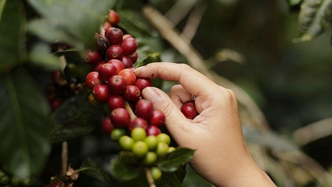 Latest domestic and global coffee prices on 10/08/2024