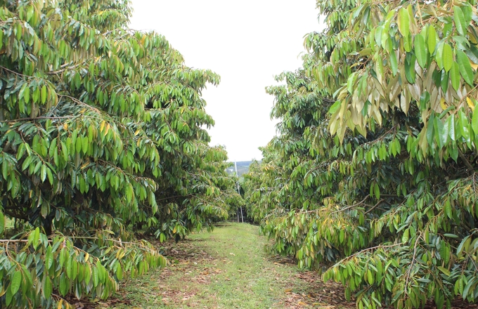 Phan Van Vinh's durian farm maintains a lush and green look with the adoption of organic farming practices and use of biological products. Photo: Tuan Anh.