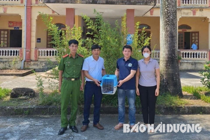 Lực lượng Công an xã Cao Thắng bàn giao cá thể cu li cho Trung tâm Cứu hộ, bảo tồn và phát triển sinh vật, Vườn Quốc gia Cúc Phương. Ảnh: Báo Hải Dương.