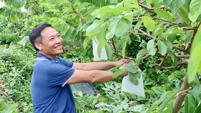 Biết vận dụng khoa học công nghệ nên chỉ với 1,5ha vườn cây ăn quả, ông Minh đã có thu nhập đủ trang trải cuộc sống. Ảnh: Thanh Phương.