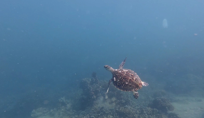 Sea turtles reappeared in Nha Trang Bay after many years. Photo: Nha Trang Bay Management Board.