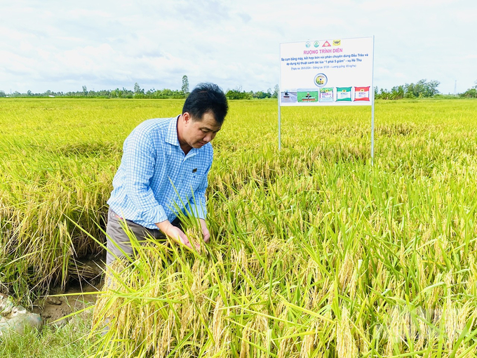 Smart rice cultivation with emission reduction in the Mekong Delta helps farmers reduce costs and increase profits by 25 - 30% compared to traditional production. Photo: Le Hoang Vu.