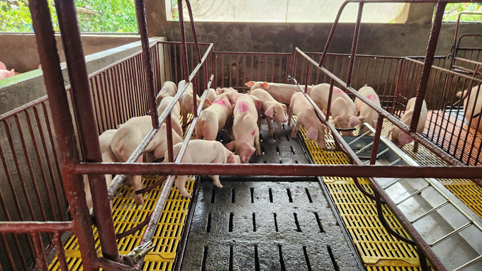 Hoang Van Binh's pig herd (Hai Xuan commune, Mong Cai city) is healthy after vaccination. Photo: Nguyen Thanh.