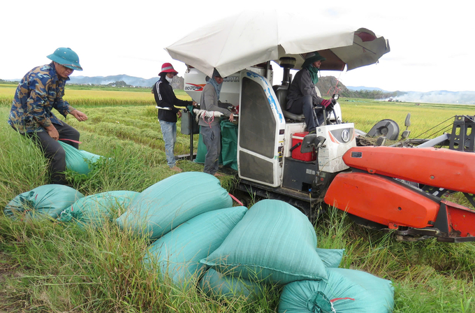 The first summer-autumn crop in which technology was applied to production brought a bountiful harvest and high prices, resulting in significant profits for the farmers. Photo: T. Phung.