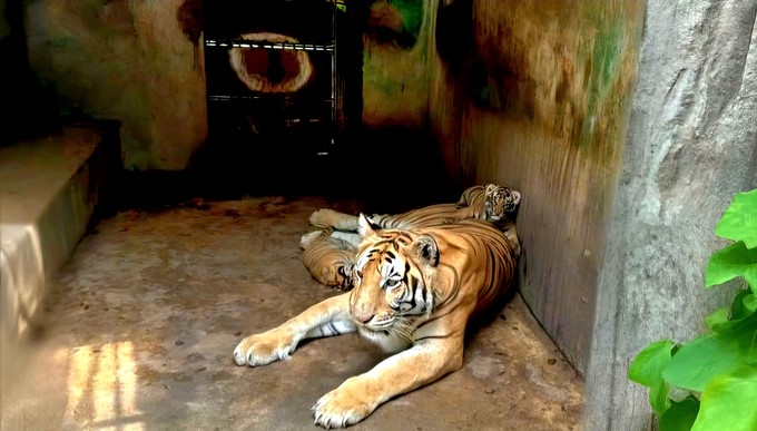 The Bengal tiger is one of the extremely rare wildlife species. Photo: MS.