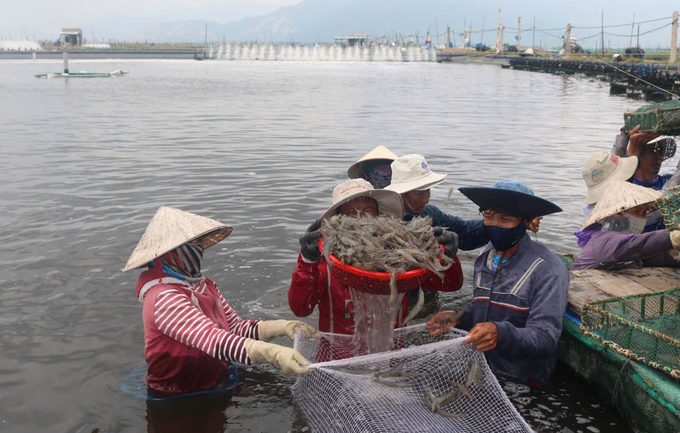 White-leg shrimp farming has gained increased popularity across the country. Photo: KS.