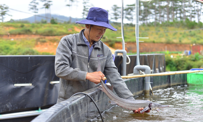 Cold-water fish farming in flow-through tanks and cages in reservoirs is rapidly developing in Lam Dong Province. Photo: KS.