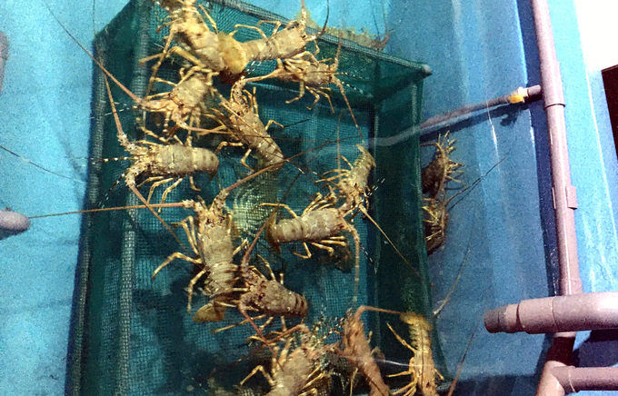 Lobster farming in a recirculating aquaculture system using industrial feed. Photo: KS.