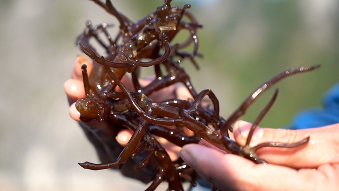 Vietnam's seaweed industry is currently facing numerous challenges. Photo: Hong Tham.