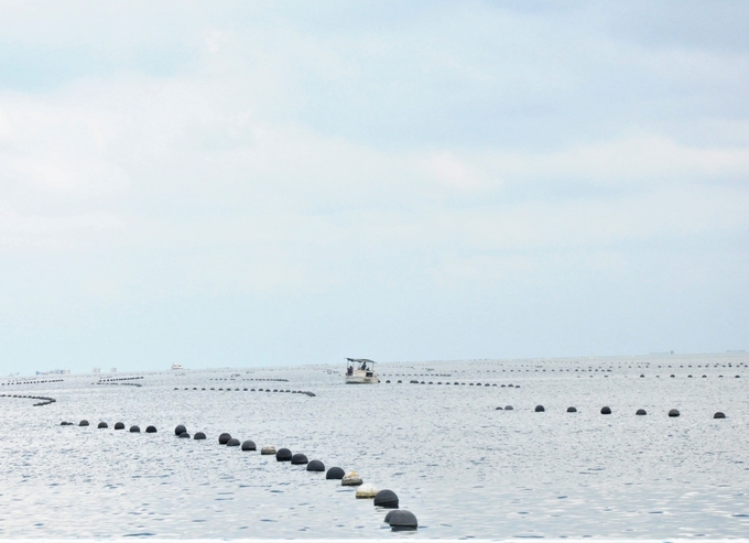 The project implementation area of Ngoc Hien Pearl Phu Quoc Company Limited has an area of more than 1,000 hectares of sea surface for high-tech pearl-cultured oyster farming with a closed and sustainable process. Photo: Trung Chanh.