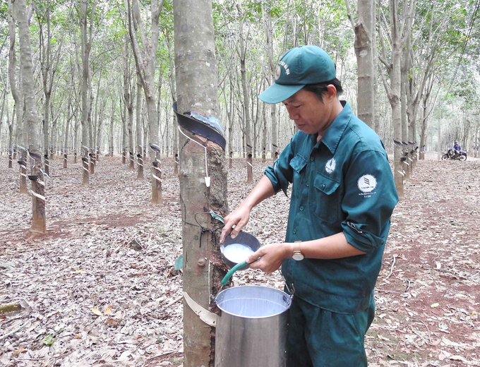 Rubber harvest workers at Ba Ria Rubber Company. Photo: Son Trang.