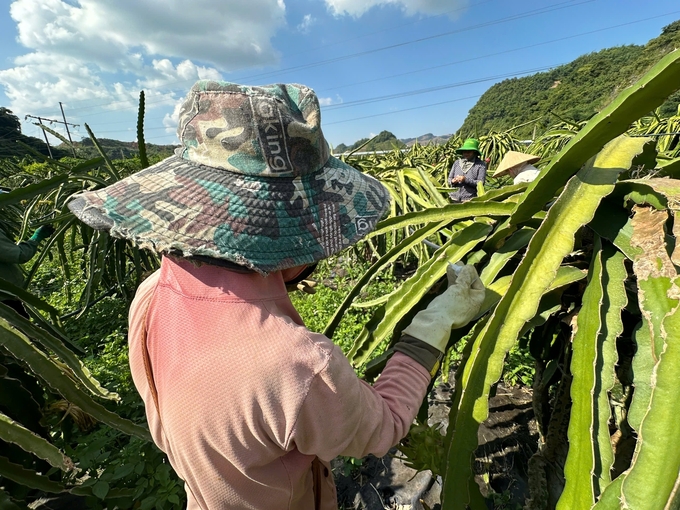 Công nhân chấm mắt xử lý thanh long trái vụ tại trang trại của HTX Ngọc Hoàng đang. Ảnh: Đức Bình.