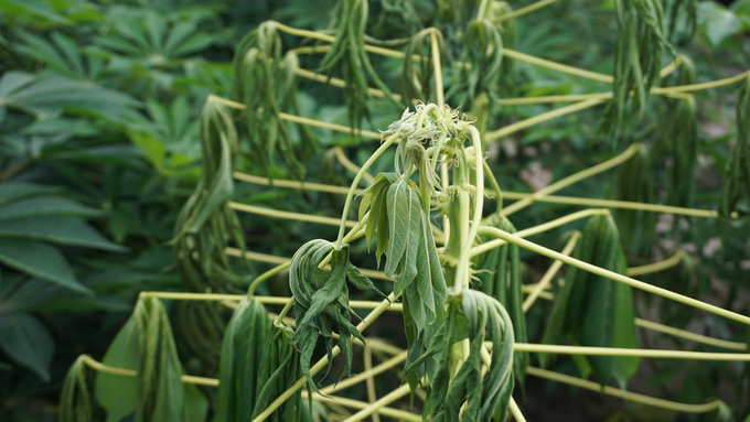 Visible symptoms of cassava infected with root rot disease. Photo: MSc. Pham Thi Nhan.