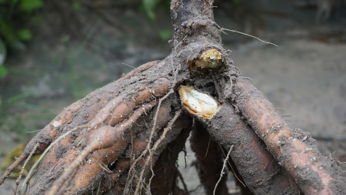 Cassava root rot can cause 80 - 100% yield loss. Photo: MSc. Pham Thi Nhan.