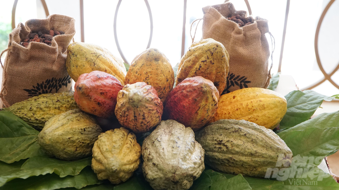 Vietnamese cocoa is recognized for its good yield and distinctive quality compared to other countries. Photo: Le Binh.