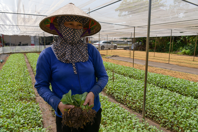 Producing seedling vegetables under shade. Photo: NNVN.