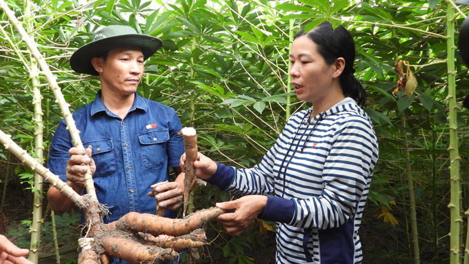 MSc. Pham Thi Nhan shares about cassava variety HLH20-0047. Photo: Tran Trung.