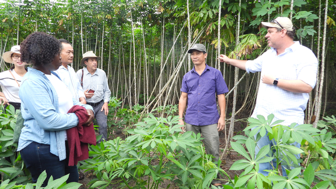 Tay Ninh has been promoting international cooperation to develop cassava sustainably. Photo: Tran Trung.