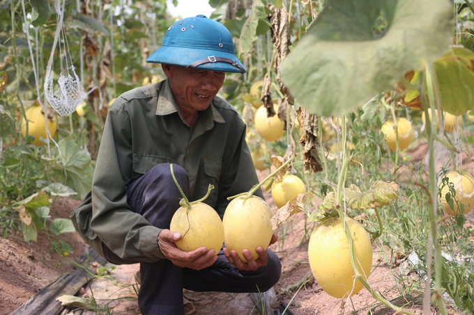 Thu hoạch dưa trong nhà màng. Ảnh: Tư liệu.