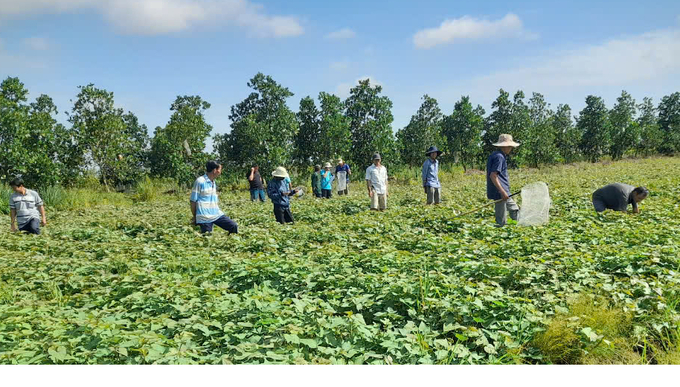 Farmers in Tan Phu hamlet, Tan Binh commune (Binh Tan district, Vinh Long province) are participating in a training session on monitoring beneficial insect density in sweet potato fields. Photo: Ho Thao.