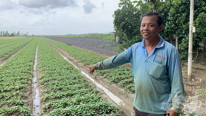 The sweet potato fields in the IPHM model are growing very well. Photo: Ho Thao.