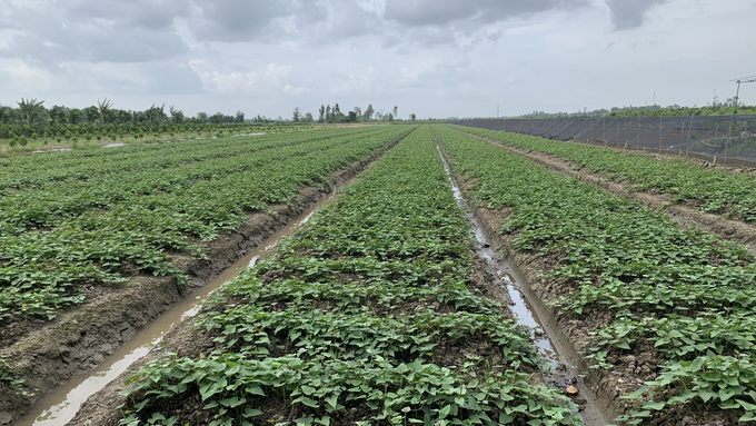 The sweet potato raw material area in Vĩnh Long Province will enhance the application of IPHM in the upcoming period. Photo: Ho Thao.