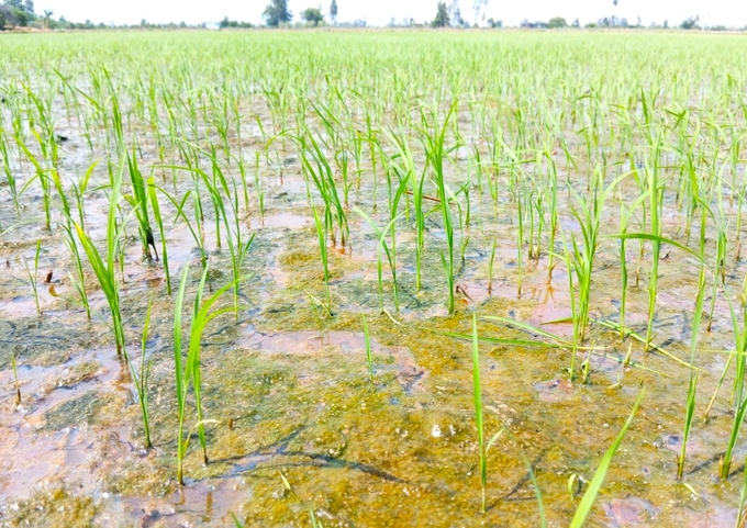 Algae and moss proliferating in rice fields. They cling to the base of the plants and compete for nutrients with rice crops. Photo: Kim Anh.