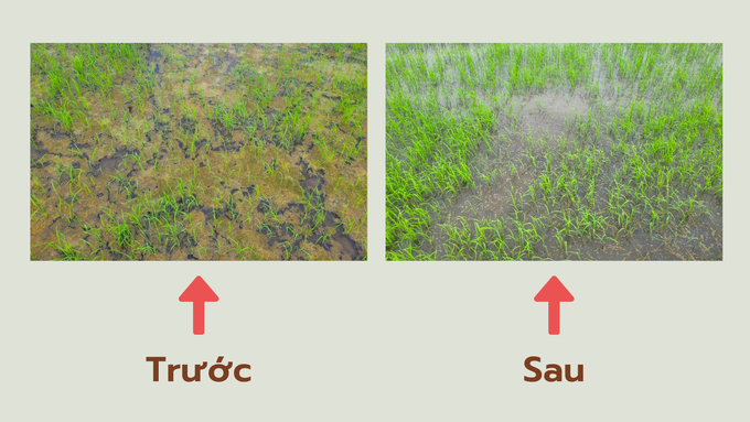 The changes observed in Nguyen Van Cuong's rice fields five days after applying the Bio Lacto EM microbial product included the disintegration and color change of algae patches. The resulting water is also clearer. Photo: Kim Anh.