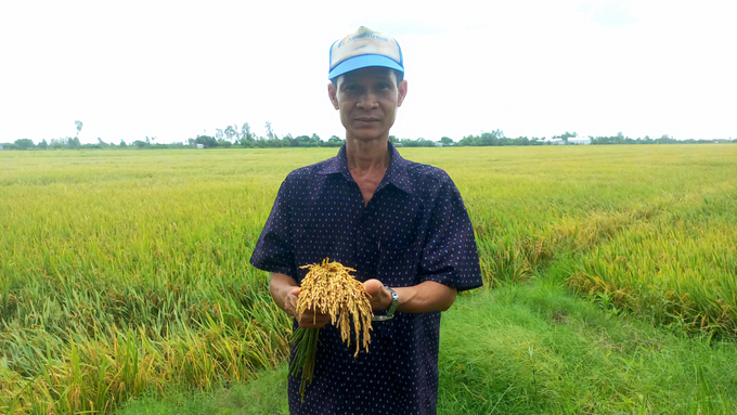 At the end of the season, Nguyen Van Cuong's rice fields, which used microbial products, delivered high yields and significantly reduced production costs. Photo: Kim Anh.