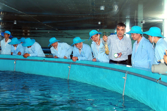 The Research Institute for Aquaculture 3 has provided consultation and transferred technology to Dac Loc Seafood Co., Ltd. for lobster farming in a recirculating aquaculture system (RAS) using industrial feed. Photo: Ngoc Chung.