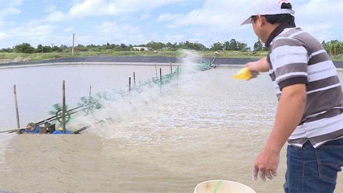 A farmer using lime powder to treat pond water after storms and floods.