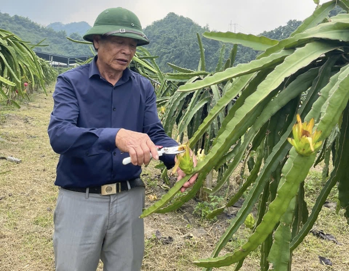 Ông Vinh luôn đau đáu phát triển giống thanh long ruột đỏ tại tỉnh Sơn La. Ảnh: Đức Bình.