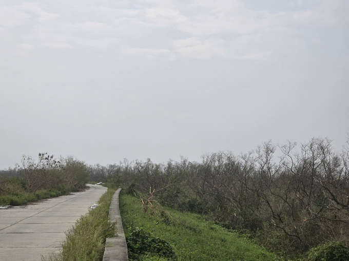 The mangrove forest in Tan Thanh ward, Duong Kinh district helped protect the sea dike during the recent super typhoon Yagi. Photo: Dinh Muoi.