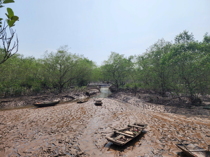 Mangrove forests in Hai Phong are not only a source of livelihood for tens of thousands of coastal residents but also a safe wave-break belt. Photo: Dinh Muoi.